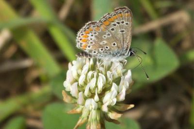 <i>Aricia agestis</i>