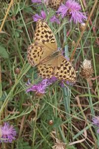 <i>Argynnis paphia</i>