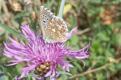 <i>Lysandra bellargus</i>