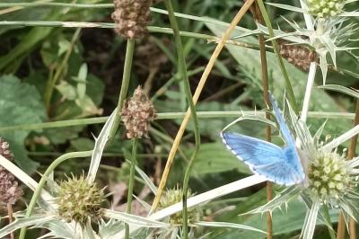 <i>Lysandra bellargus</i>