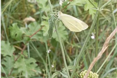 <i>Pieris rapae</i>