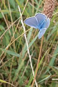 <i>Polyommatus icarus</i>