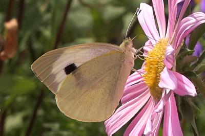 <i>Pieris brassicae</i>