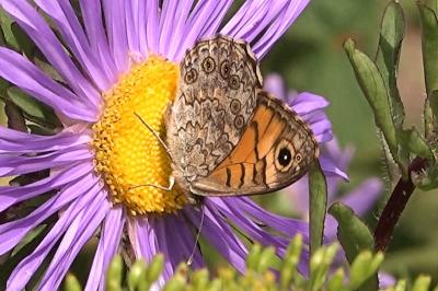 <i>Lasiommata megera</i>