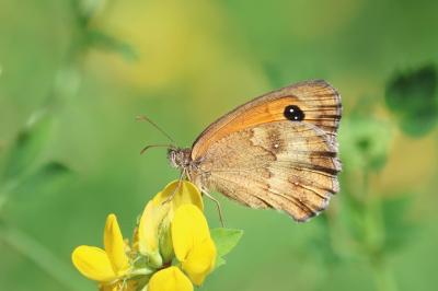 <i>Pyronia tithonus</i>