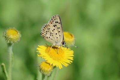 <i>Lycaena tityrus</i>