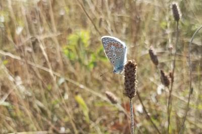 <i>Polyommatus icarus</i>