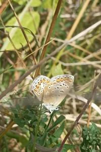 <i>Polyommatus icarus</i>