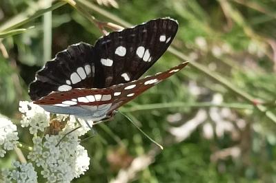 <i>Limenitis reducta</i>