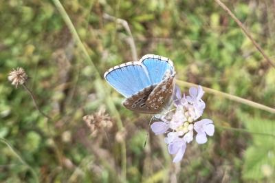 <i>Lysandra bellargus</i>