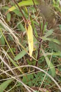 <i>Colias alfacariensis</i>