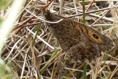 <i>Arethusana arethusa</i>