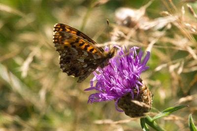<i>Boloria dia</i>