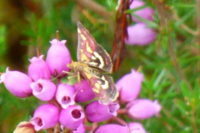 <i>Pyrausta purpuralis</i>