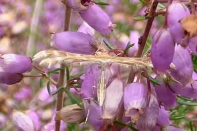 <i>Oxyptilus</i>