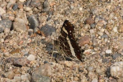 <i>Araschnia levana</i>