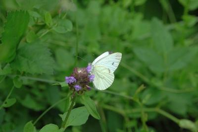 <i>Pieris napi</i>