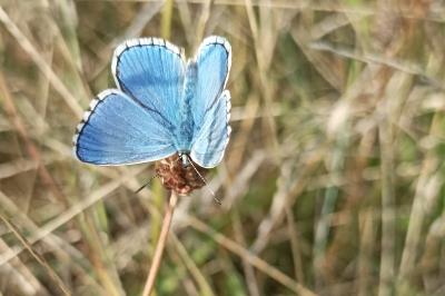 <i>Lysandra bellargus</i>