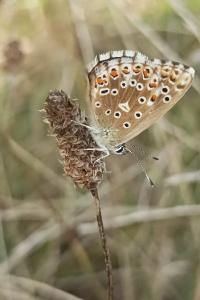 <i>Lysandra bellargus</i>