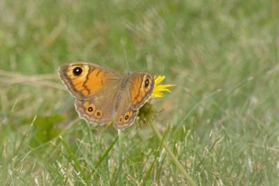 <i>Lasiommata maera</i>