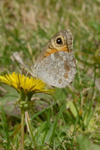 <i>Lasiommata maera</i>