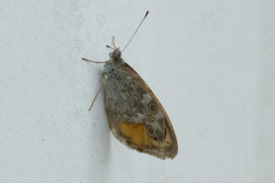 <i>Lasiommata maera</i>