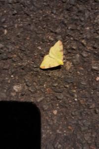 <i>Opisthograptis luteolata</i>