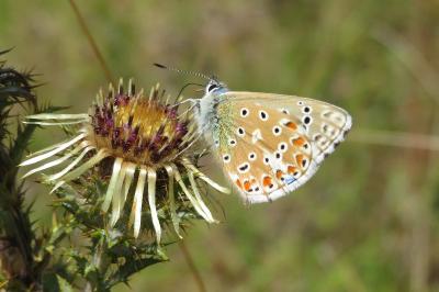 <i>Lysandra bellargus</i>