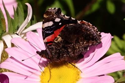 <i>Vanessa atalanta</i>