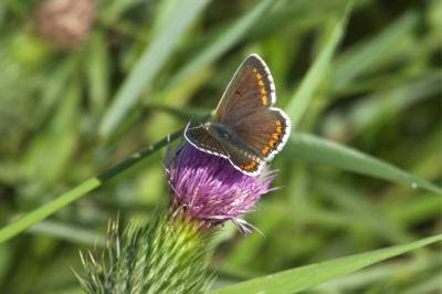 <i>Aricia agestis</i>