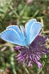 <i>Lysandra bellargus</i>