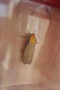 <i>Lithosia quadra</i>
