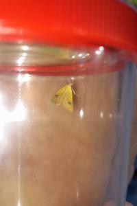 <i>Rivula sericealis</i>
