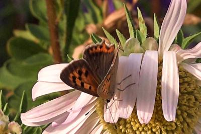 <i>Lycaena phlaeas</i>