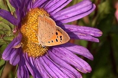 <i>Lycaena phlaeas</i>