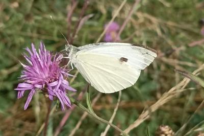 <i>Pieris brassicae</i>