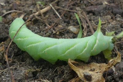 <i>Smerinthus ocellatus</i>