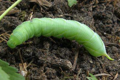 <i>Smerinthus ocellatus</i>