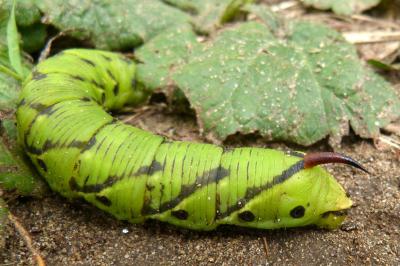<i>Agrius convolvuli</i>