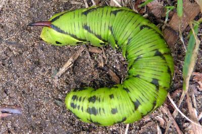 <i>Agrius convolvuli</i>