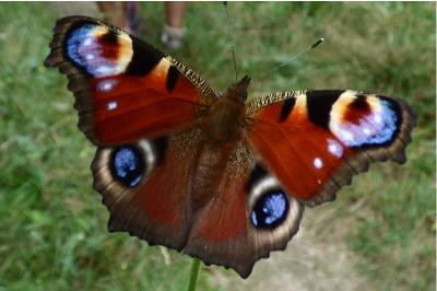 <i>Aglais io</i>