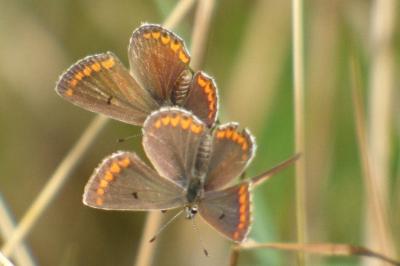 <i>Aricia agestis</i>