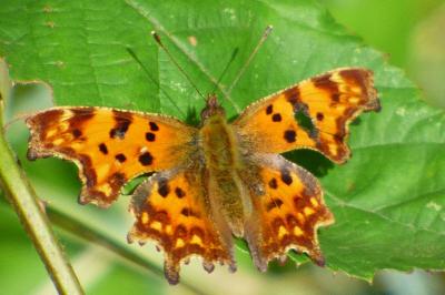 <i>Polygonia c-album</i>