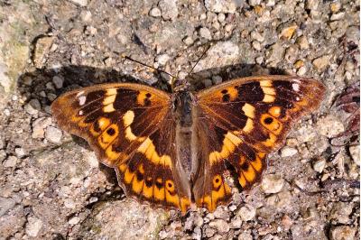 <i>Apatura ilia</i>
