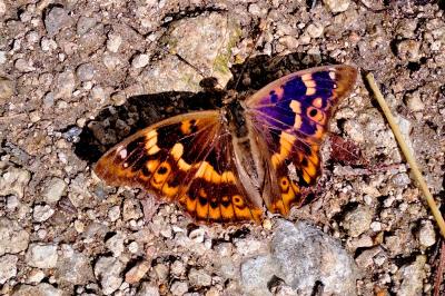 <i>Apatura ilia</i>
