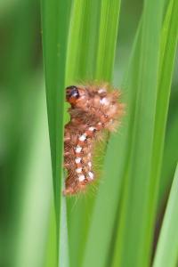 <i>Acronicta rumicis</i>