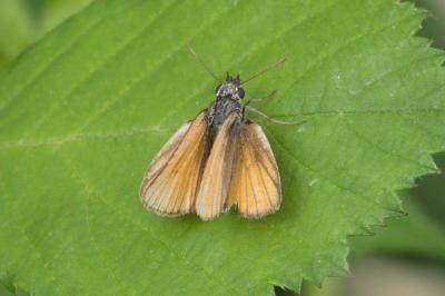 <i>Thymelicus sylvestris</i>