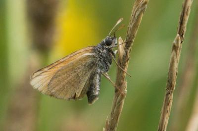 <i>Thymelicus sylvestris</i>