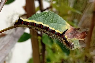 <i>Acronicta psi</i>