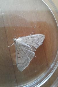 <i>Patania ruralis</i>